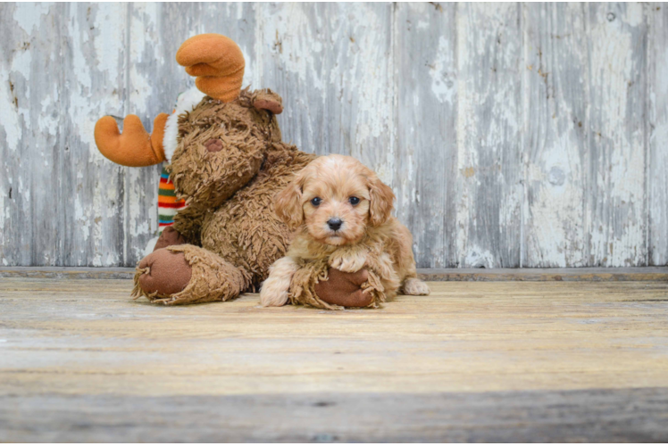 Cavachon Puppy for Adoption