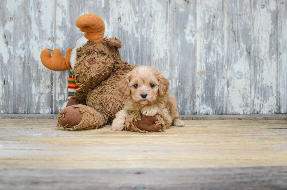 Cavachon Puppy for Adoption