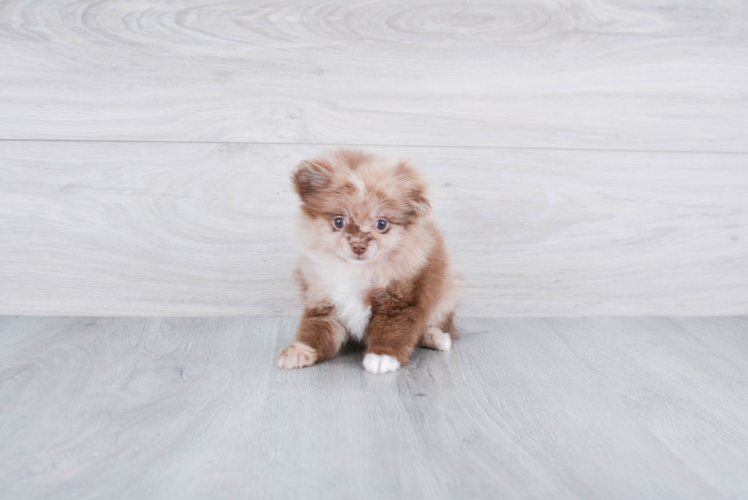 Happy Pomeranian Purebred Puppy