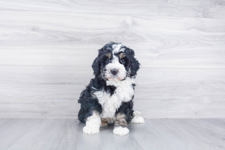 Mini Bernedoodle Puppy for Adoption