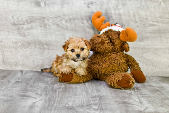 Morkie Pup Being Cute