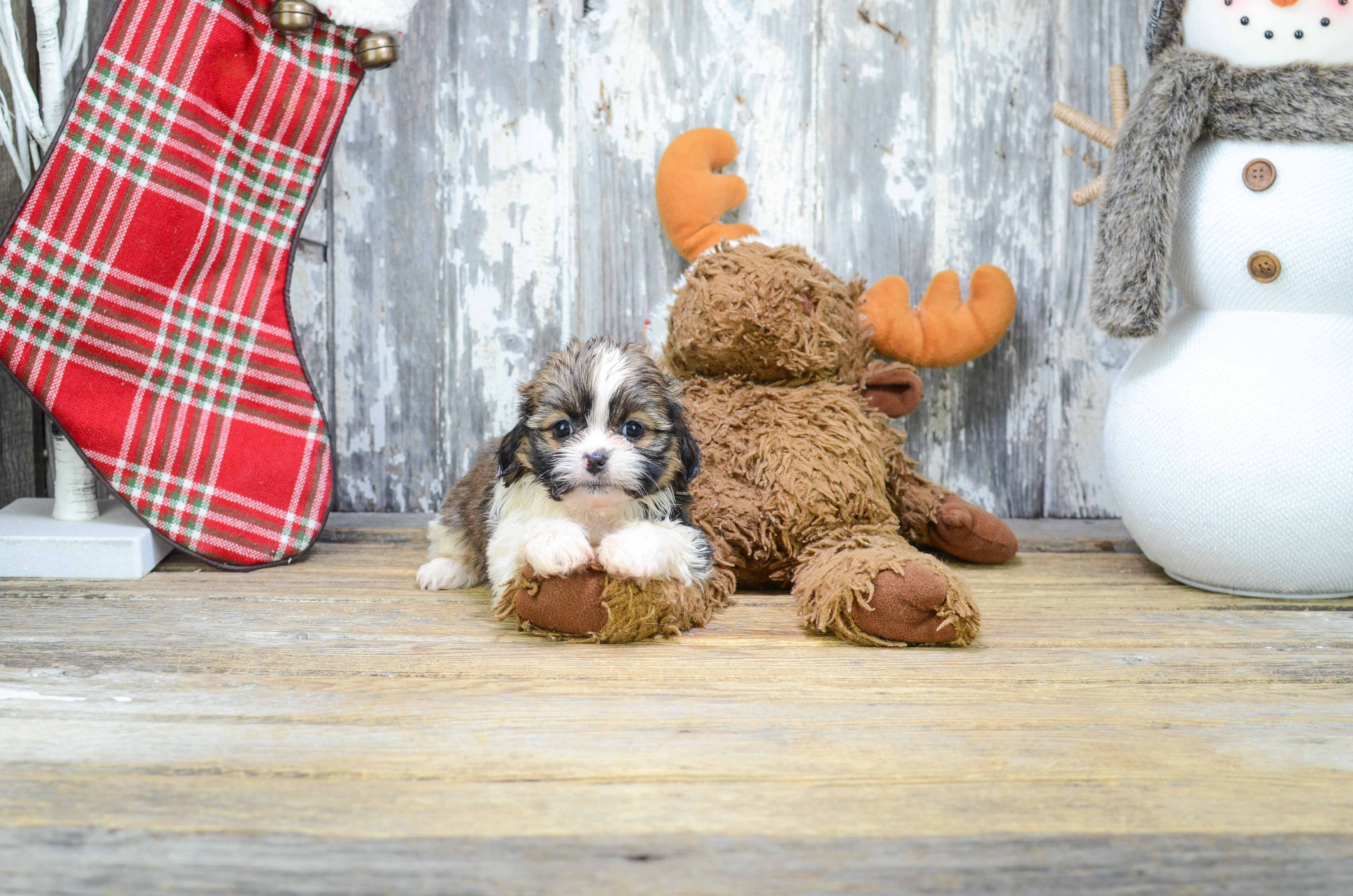 Best Teddy Bear Baby