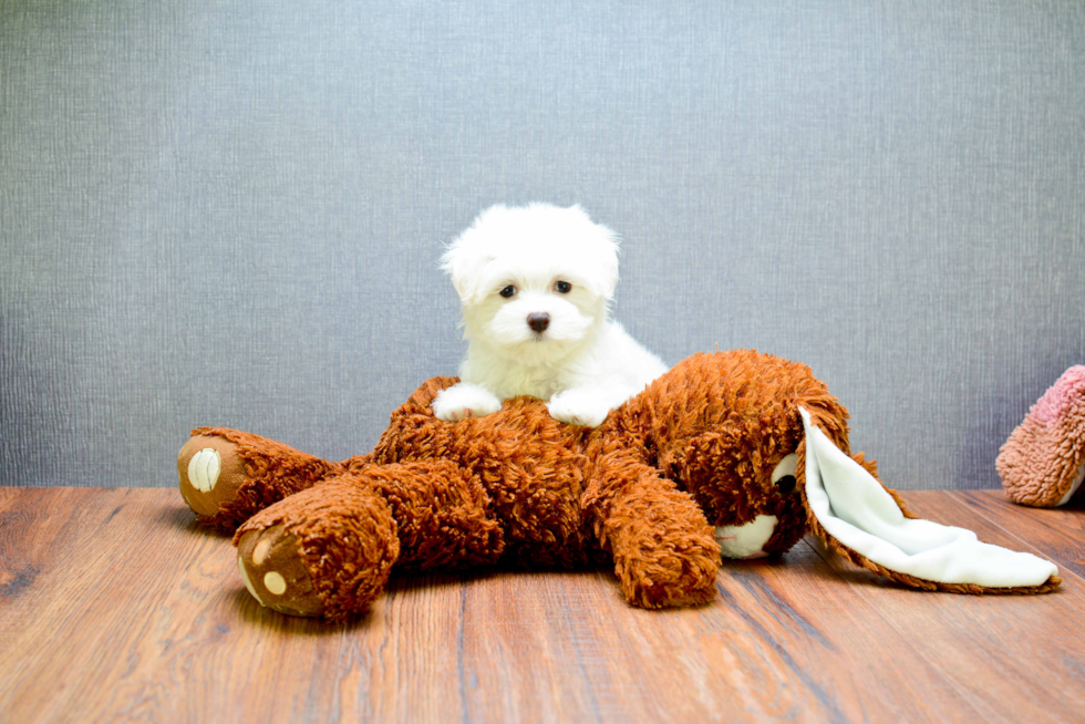 Maltese Pup Being Cute