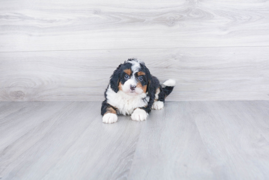 Best Mini Bernedoodle Baby