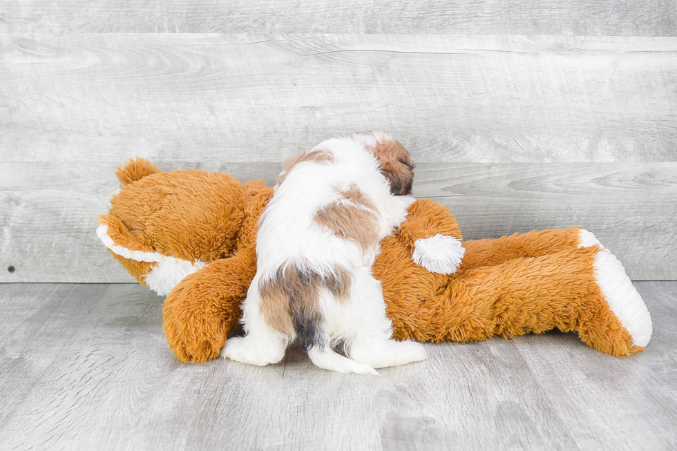 Smart Cavachon Designer Pup