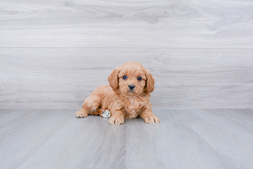 Playful Cavoodle Poodle Mix Puppy