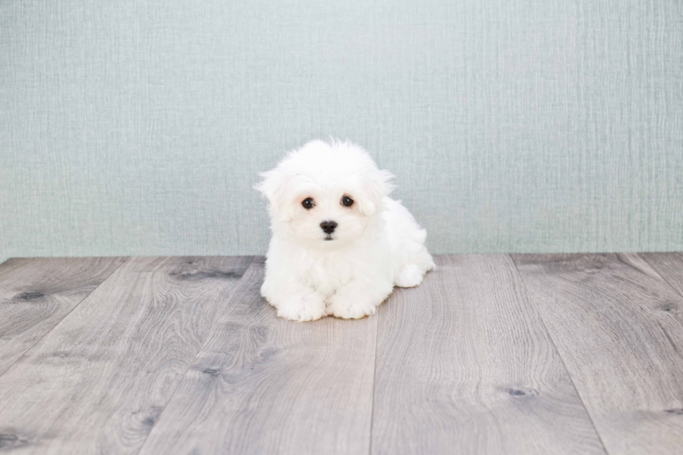 Maltese Pup Being Cute