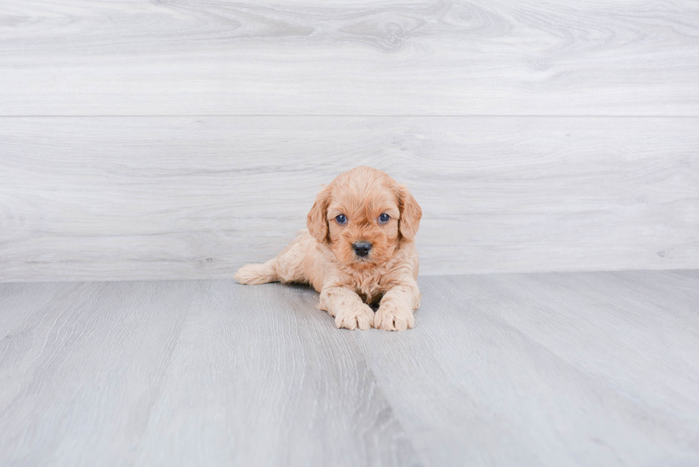 Cavapoo Puppy for Adoption