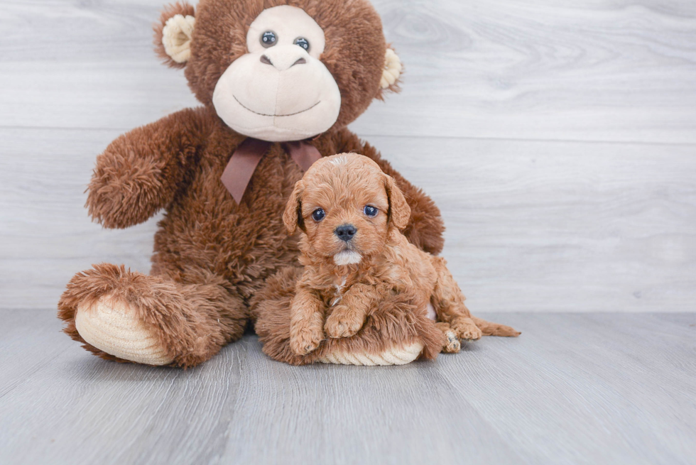 Best Cavapoo Baby