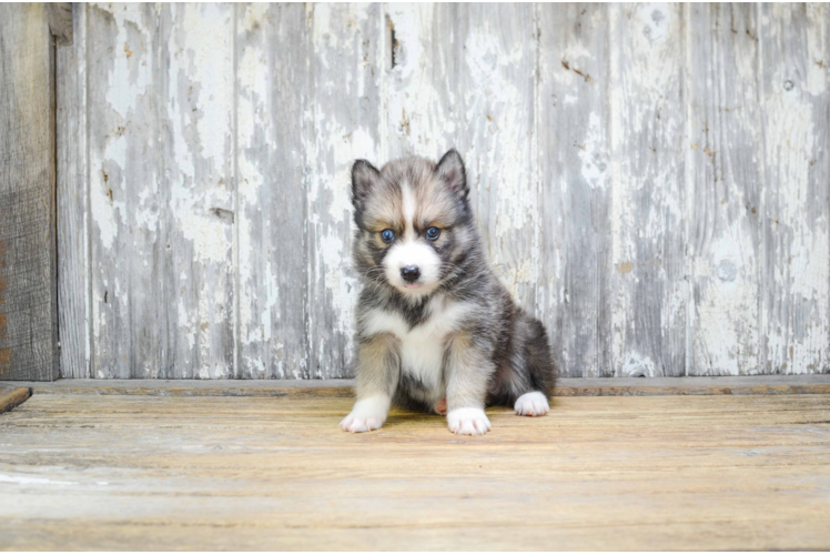 Best Pomsky Baby