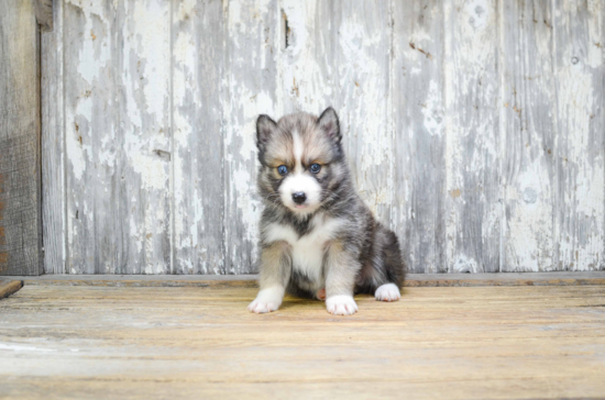 Best Pomsky Baby