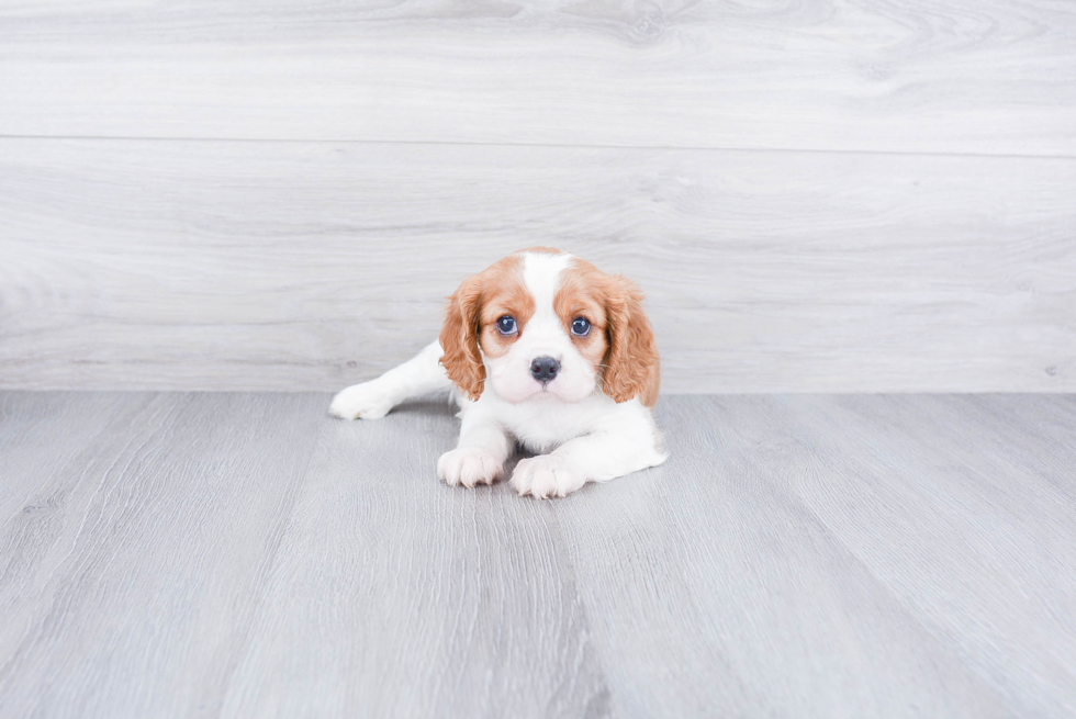 Sweet Cavalier King Charles Spaniel Purebred Puppy