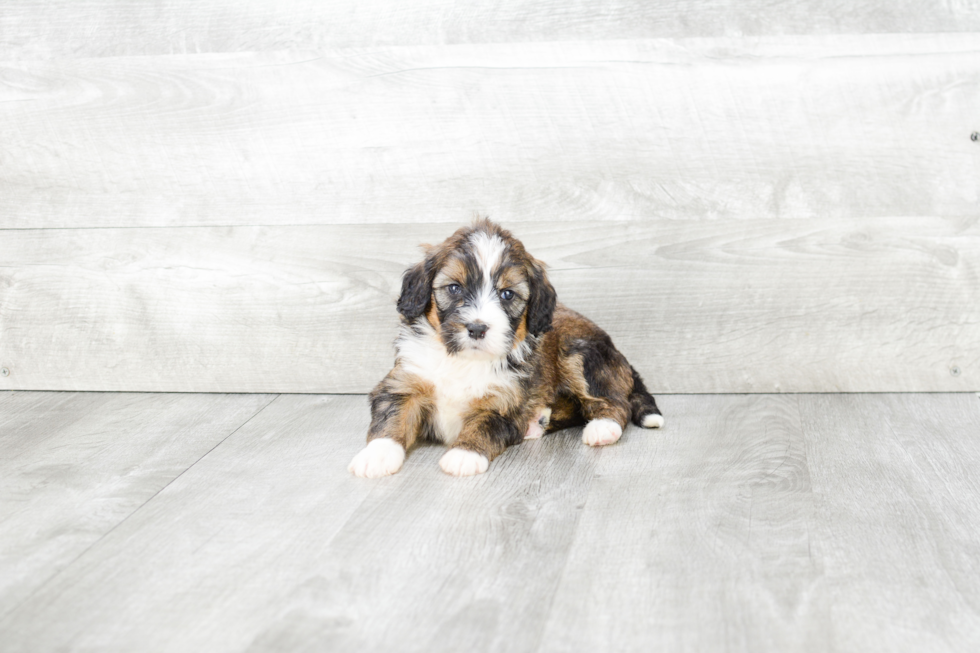 Best Mini Bernedoodle Baby