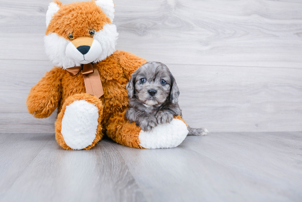 Funny Cavapoo Poodle Mix Pup