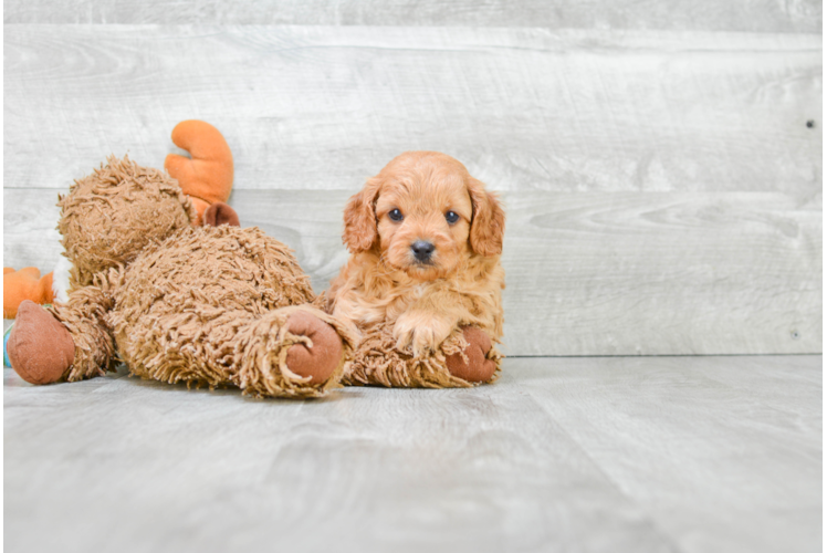 Adorable Cavoodle Poodle Mix Puppy