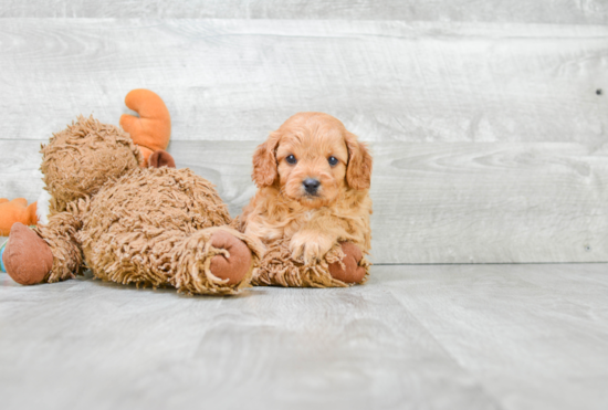 Adorable Cavoodle Poodle Mix Puppy