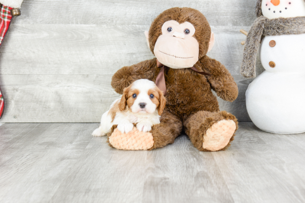 Akc Registered Cavalier King Charles Spaniel Purebred Pup