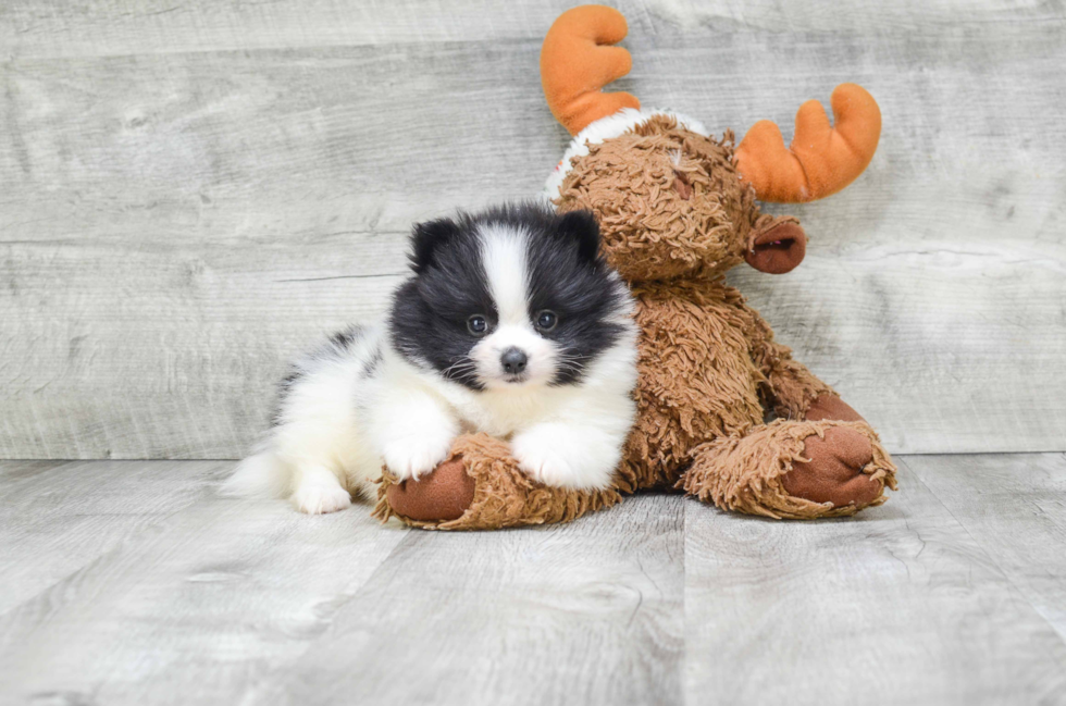 Cute Pomeranian Purebred Puppy