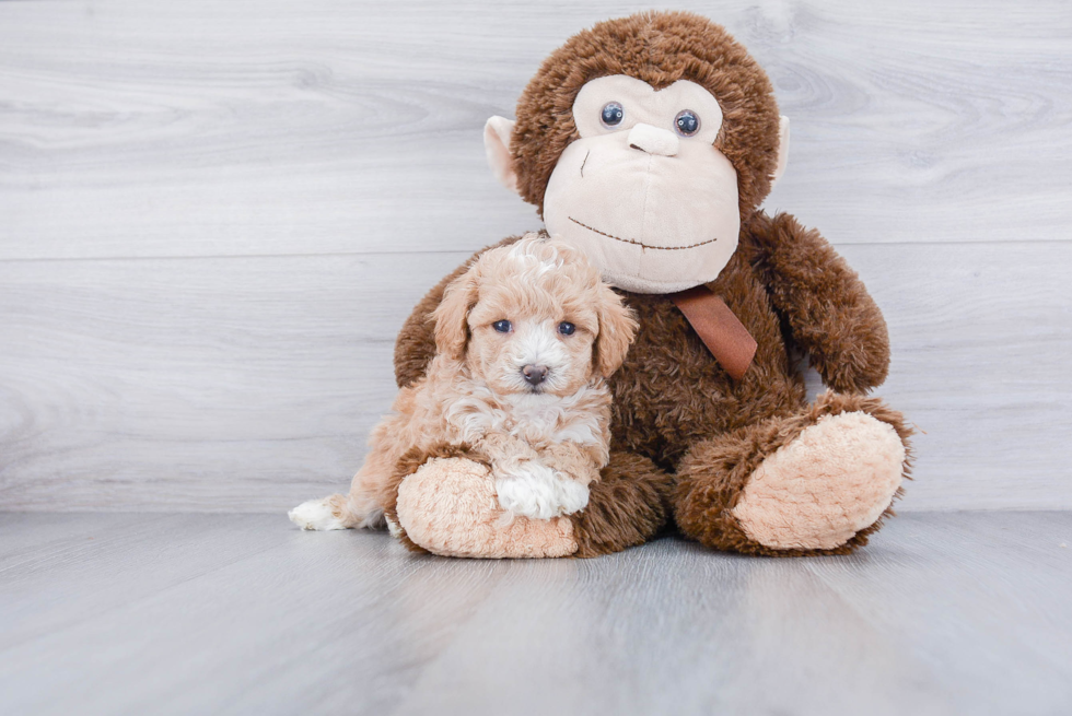 Maltipoo Pup Being Cute