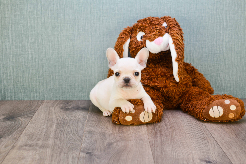 French Bulldog Pup Being Cute