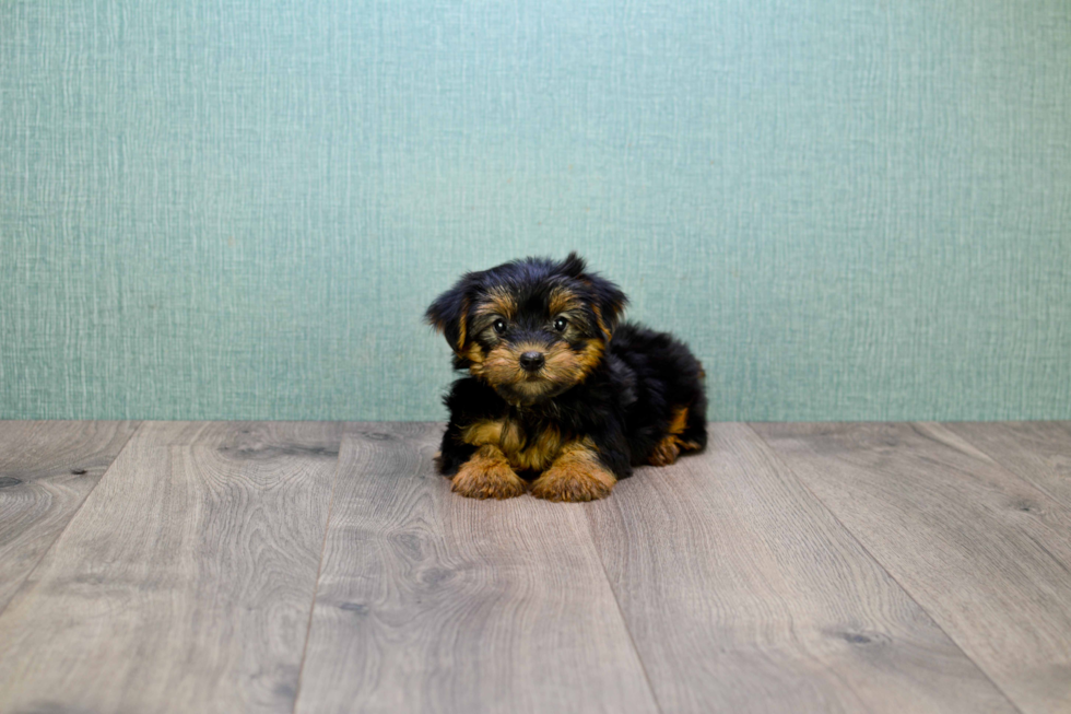 Meet Bella - our Yorkshire Terrier Puppy Photo 