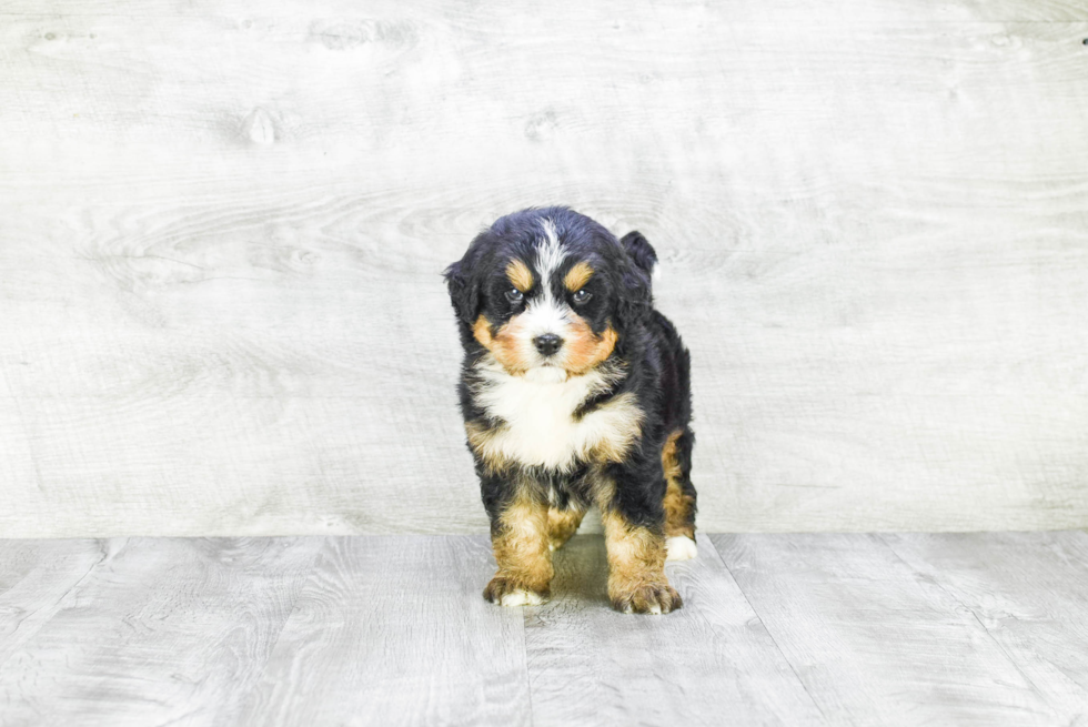 Little Mini Berniedoodle Poodle Mix Puppy