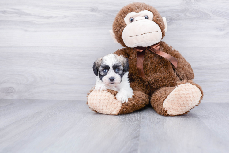Sweet Teddy Bear Baby