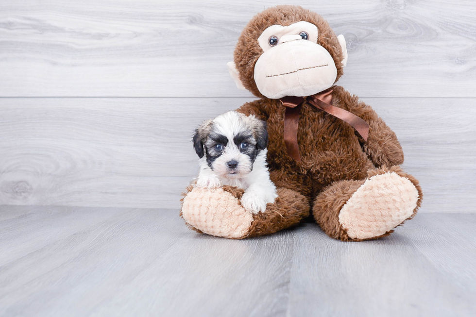Sweet Teddy Bear Baby