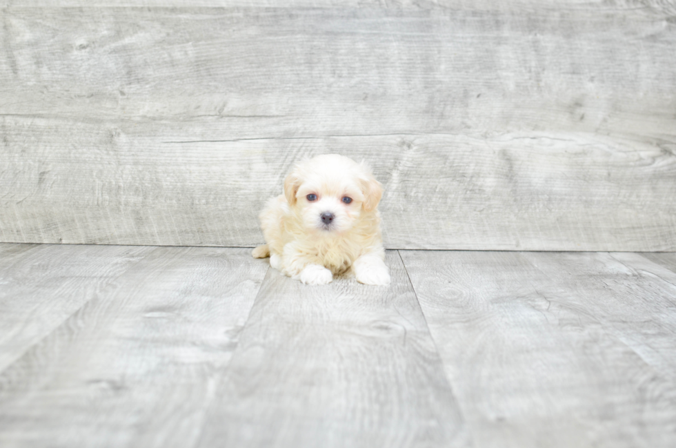 Sweet Maltipoo Baby