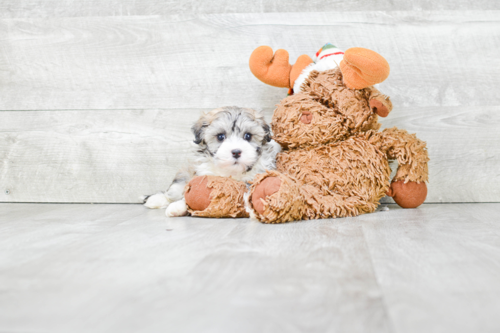 Havanese Puppy for Adoption