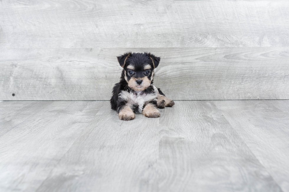 Friendly Morkie Baby