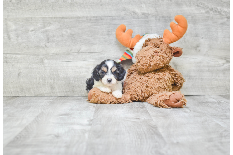 Hypoallergenic Cavoodle Poodle Mix Puppy