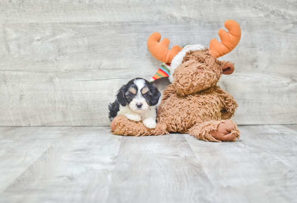 Hypoallergenic Cavoodle Poodle Mix Puppy