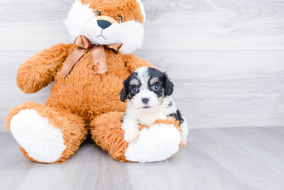 Popular Cavachon Designer Pup