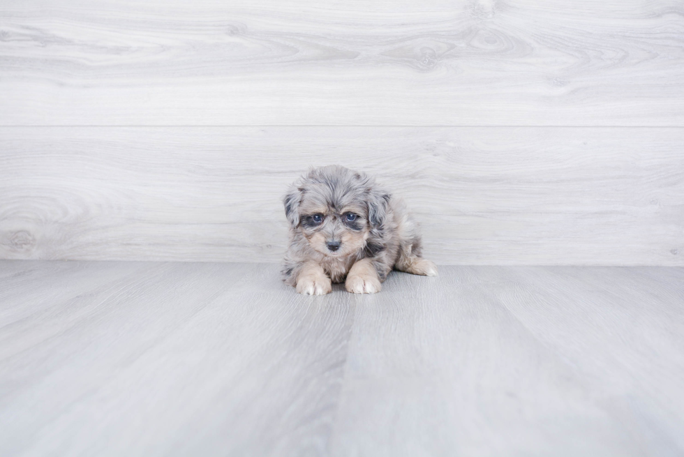 Best Mini Aussiedoodle Baby