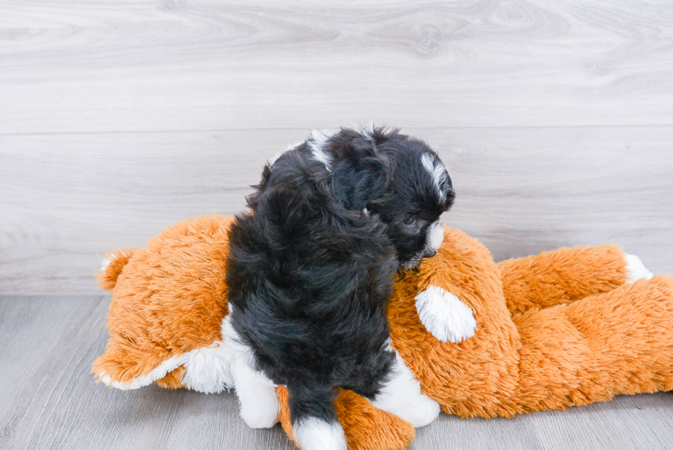 Popular Havanese Baby