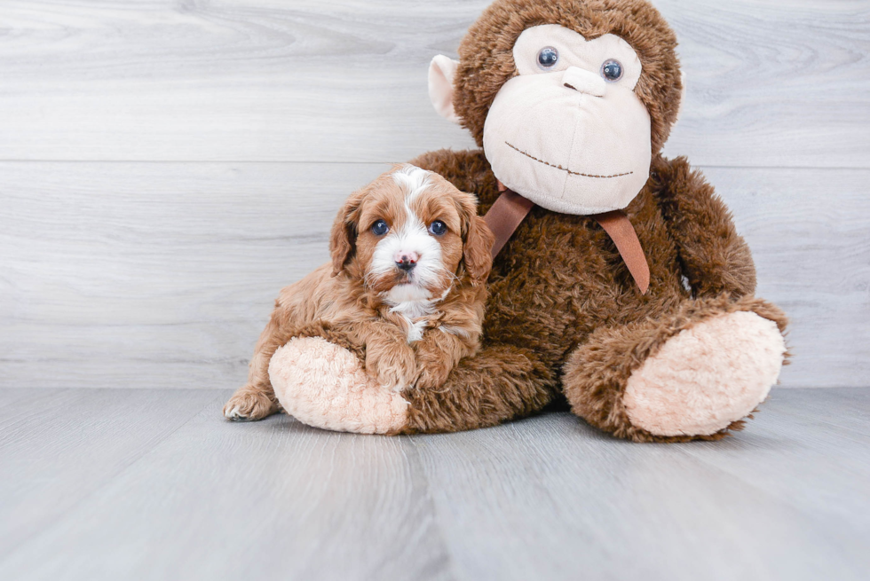 Friendly Cavapoo Baby