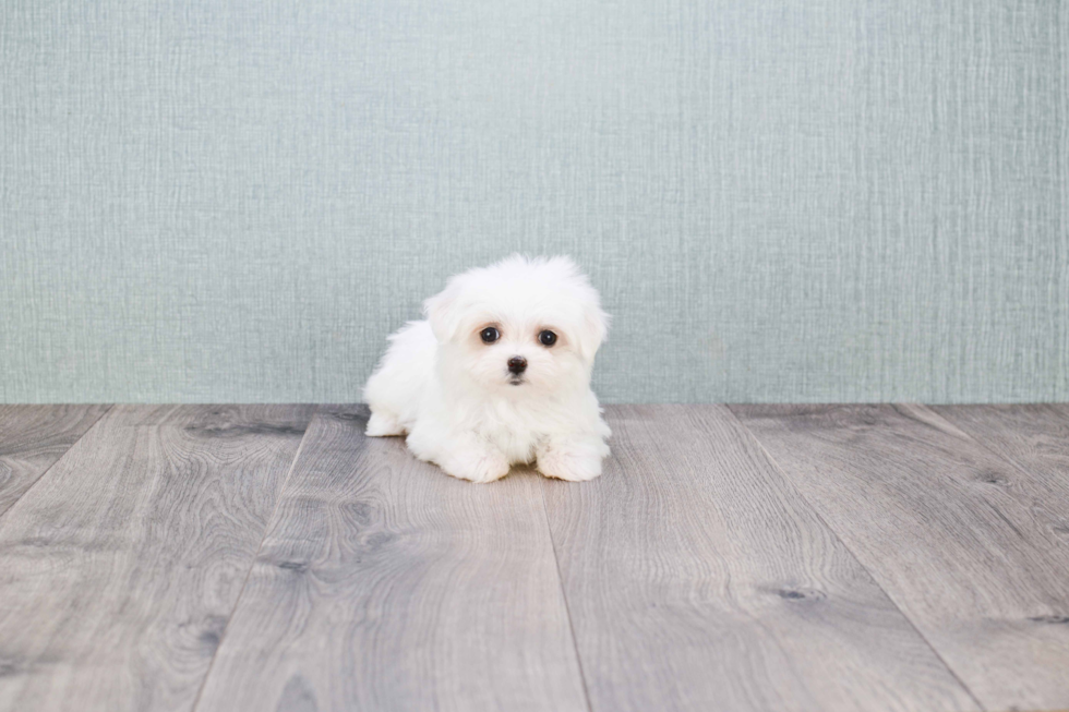 Smart Maltese Purebred Puppy