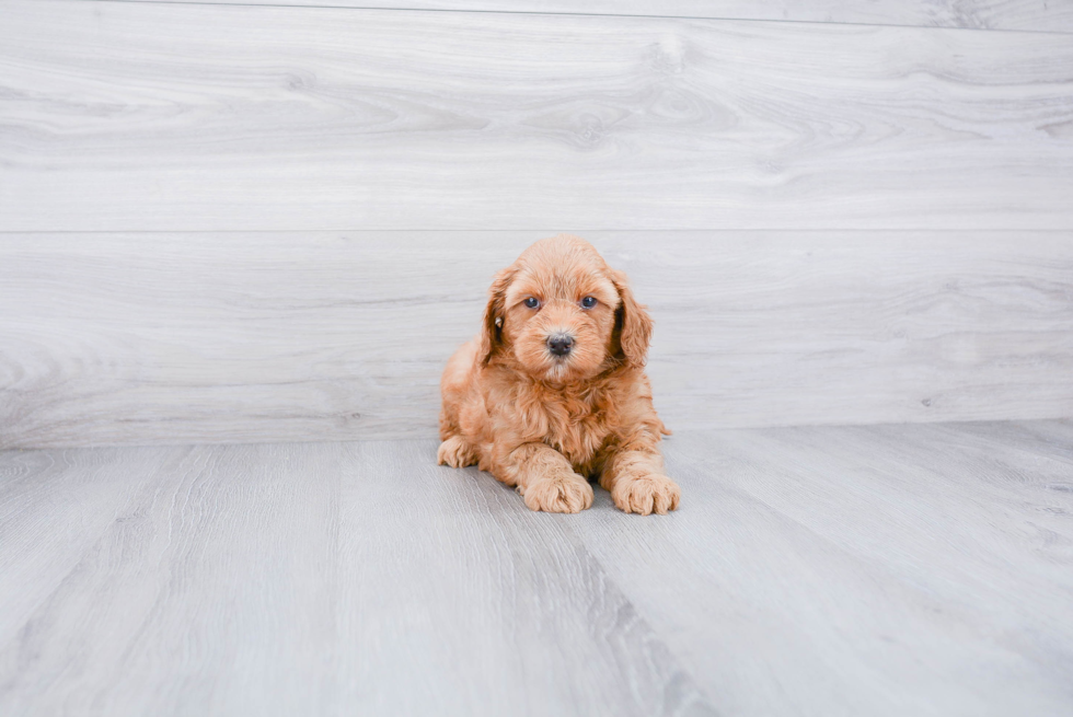 Little Golden Retriever Poodle Mix Puppy