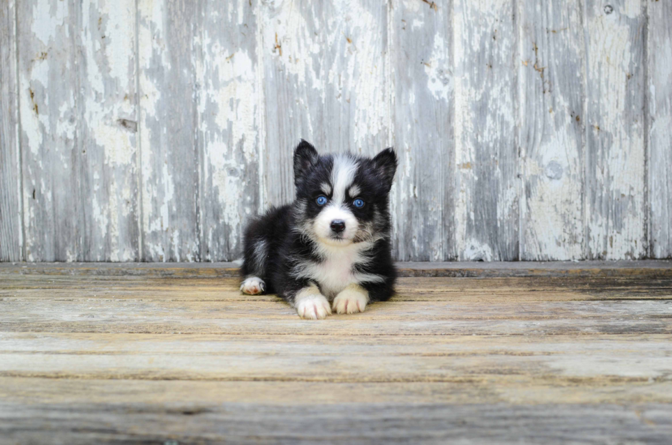 Adorable Mini Husky Designer Puppy