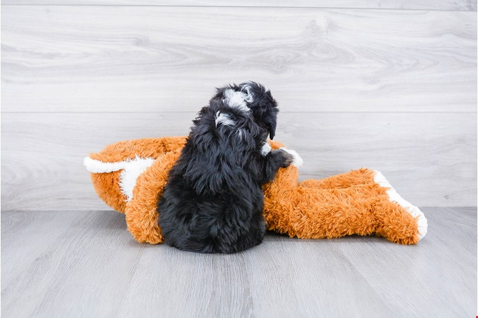 Best Mini Aussiedoodle Baby