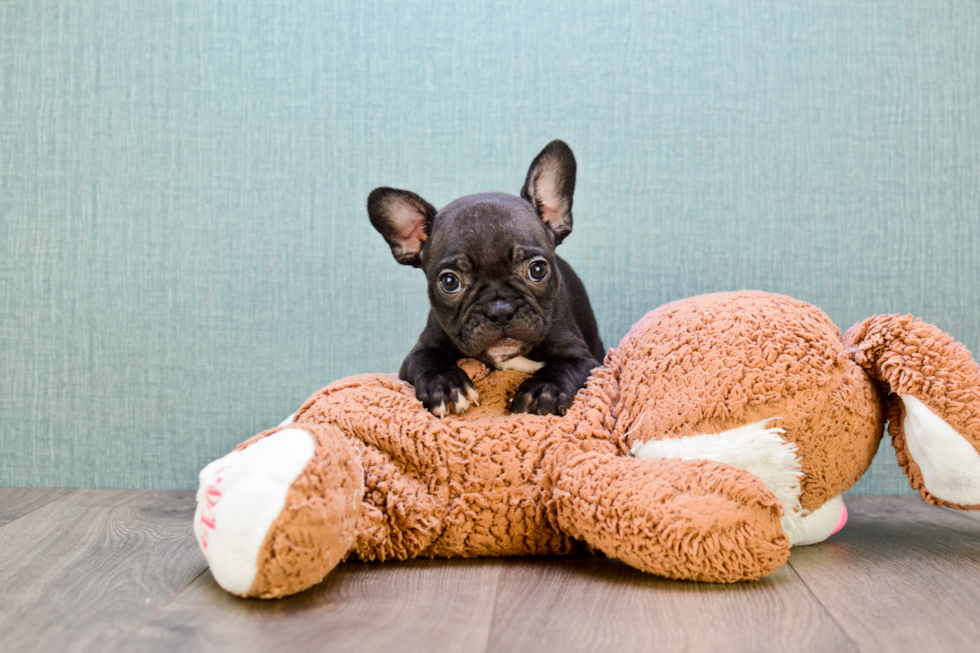 Akc Registered French Bulldog Purebred Pup