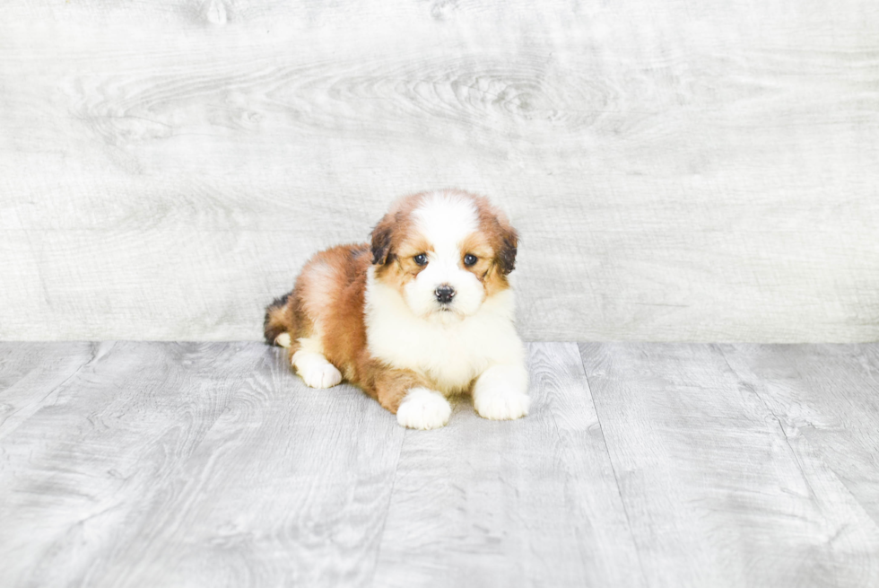 Best Mini Bernedoodle Baby