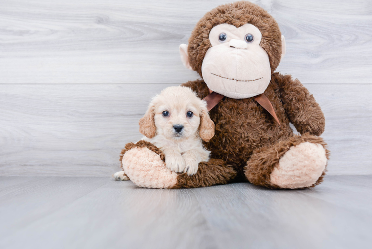 Funny Cavachon Designer Pup