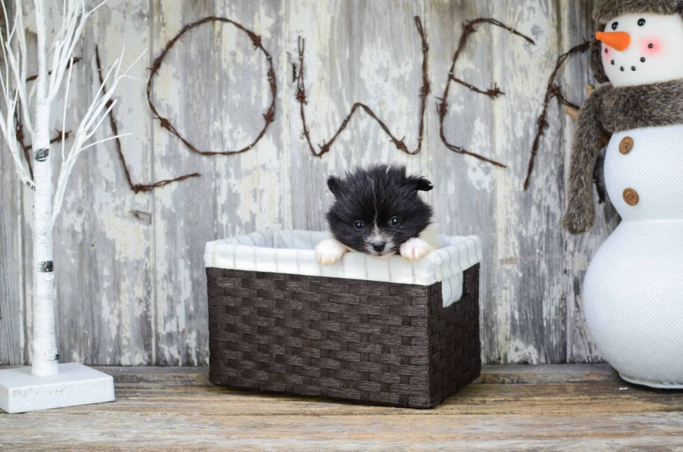 Cute Pomeranian Purebred Puppy