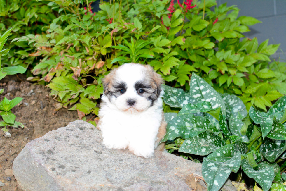 Teddy Bear Pup Being Cute