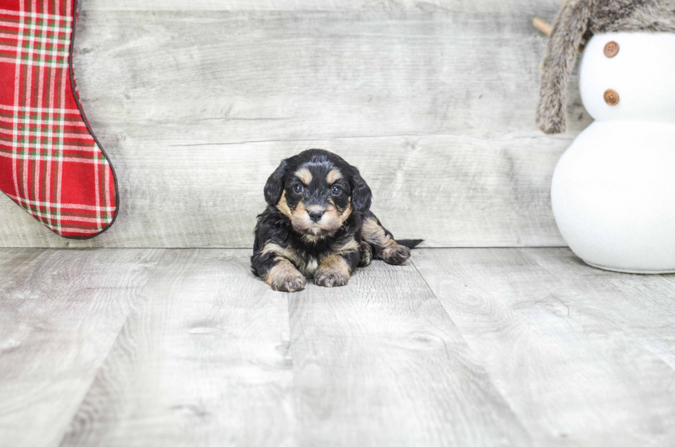 Popular Cavachon Designer Pup