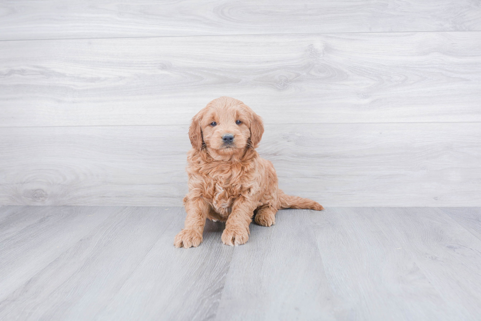 Mini Goldendoodle Puppy for Adoption