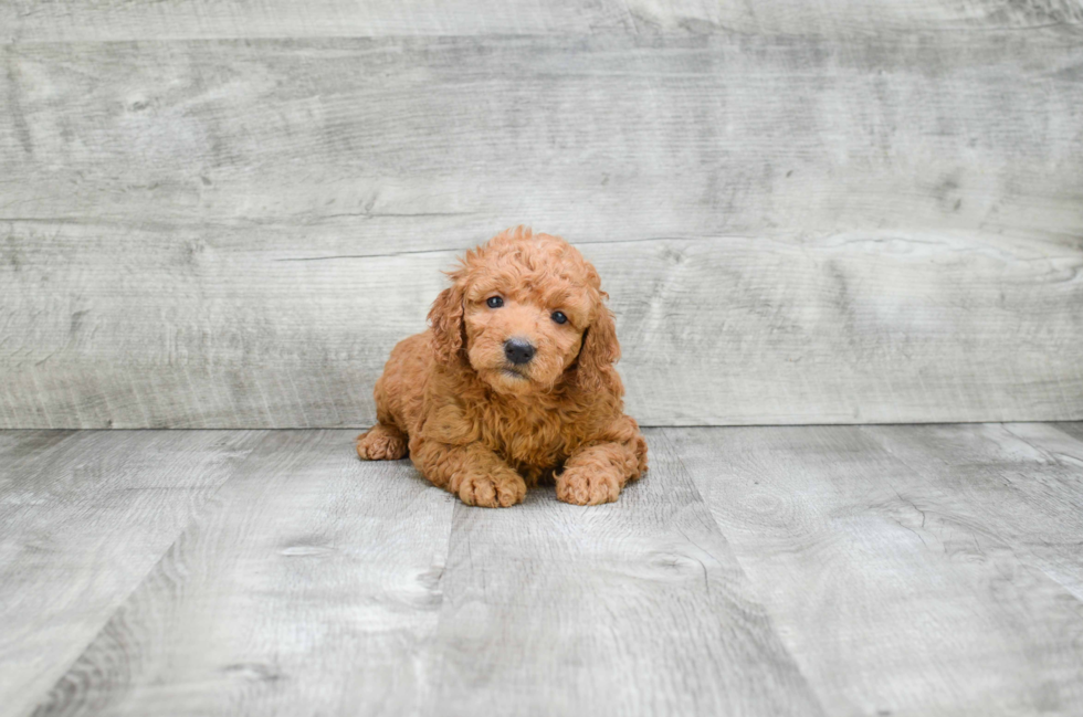 Playful Golden Retriever Poodle Mix Puppy