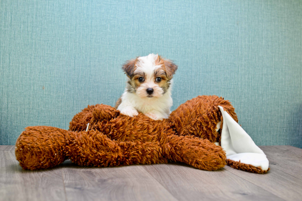 Morkie Puppy for Adoption